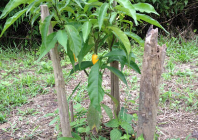 Iboga tree in Africa