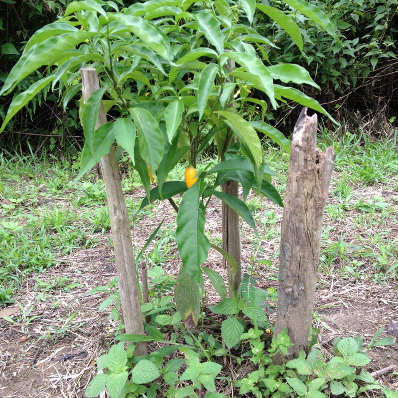 Iboga tree in Africa