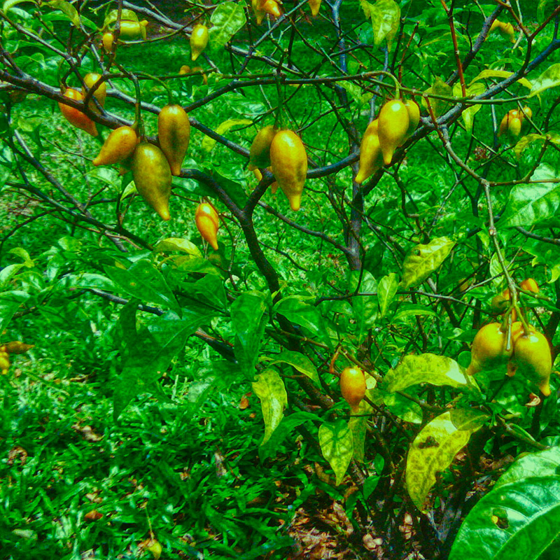 Iboga tree in Africa