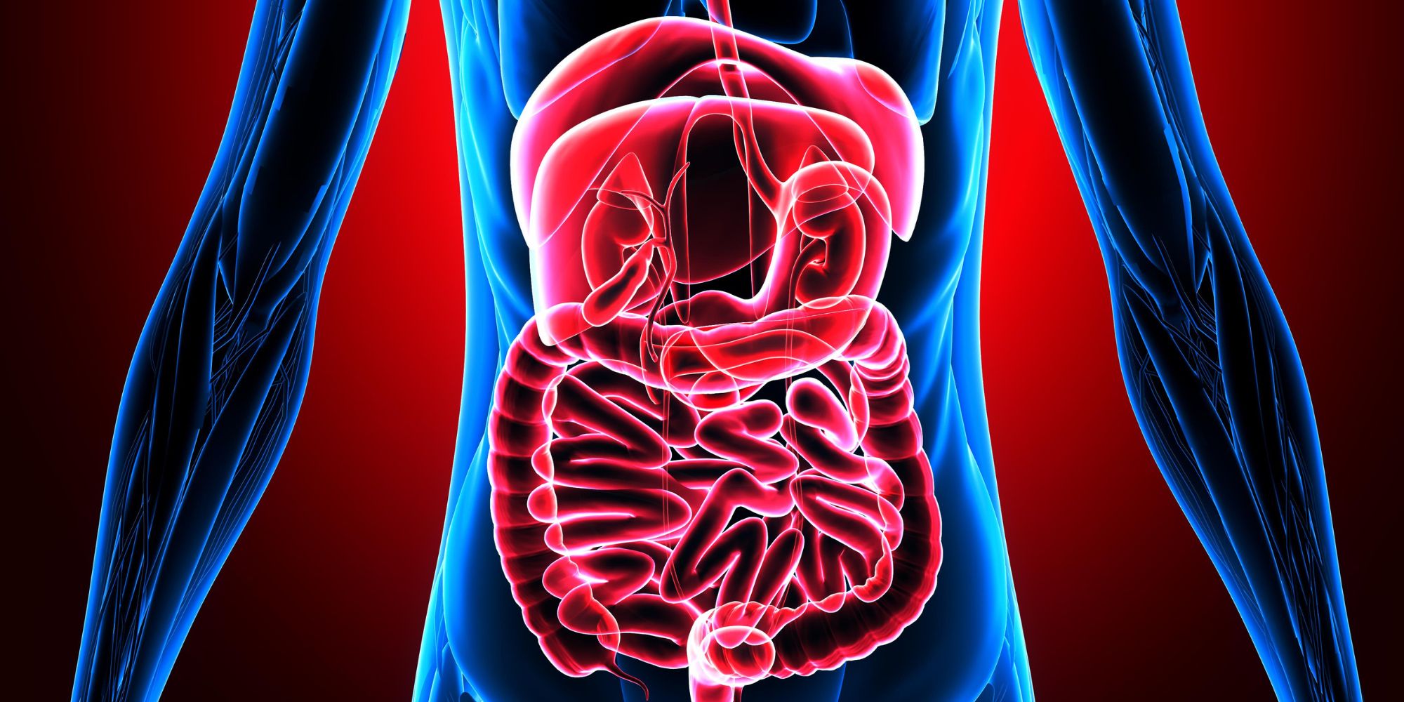 human body