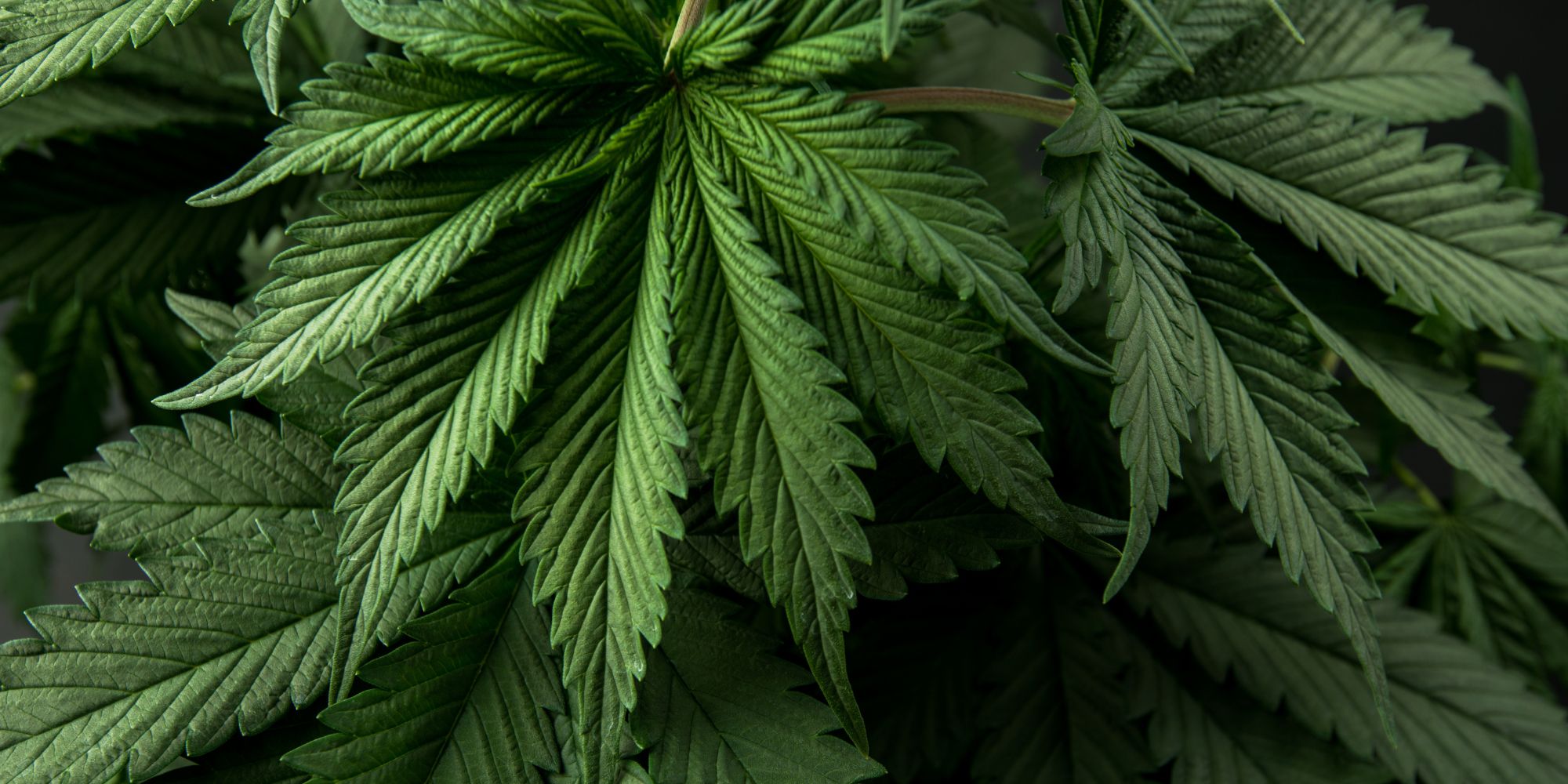 cannabis