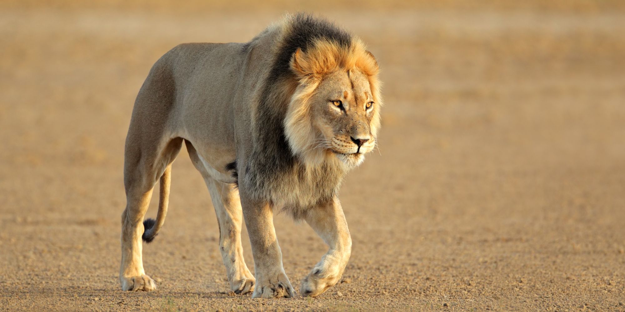 lion