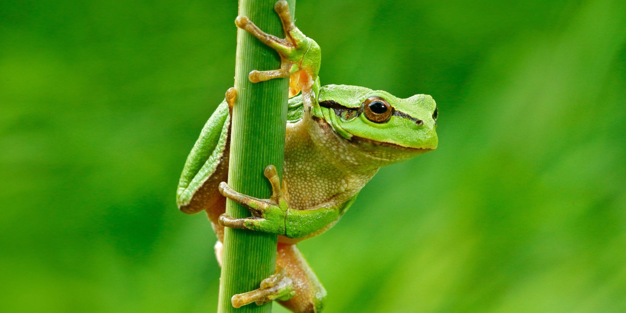 frog