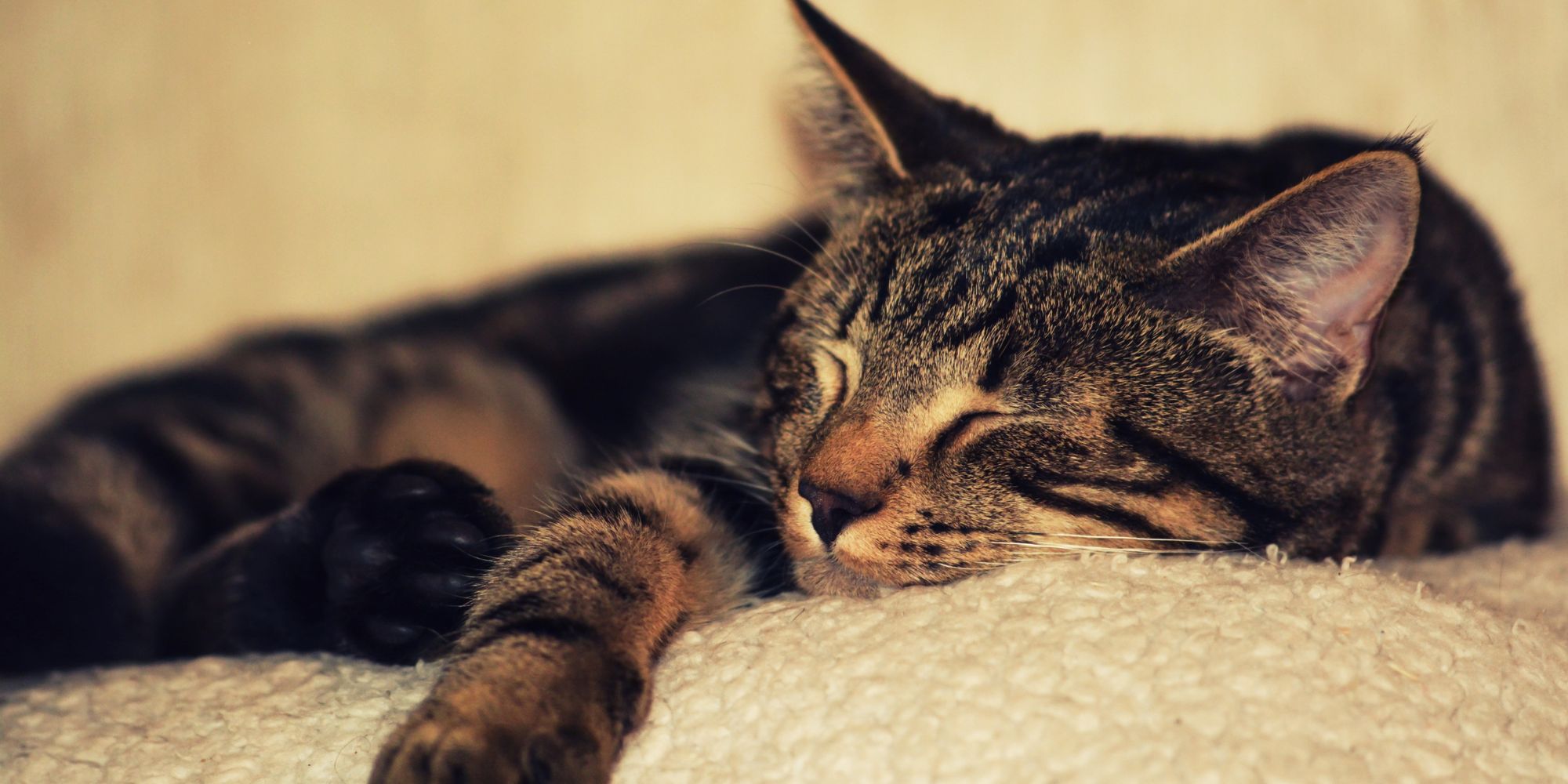 sleeping cat