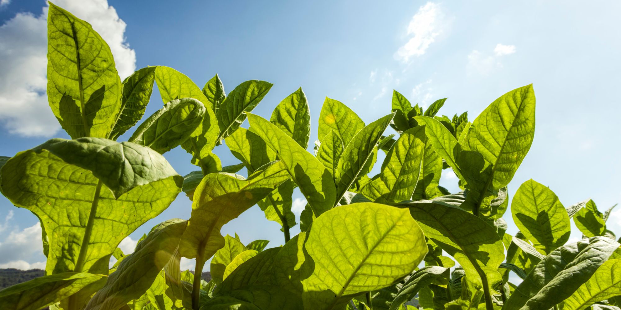 tobacco plants