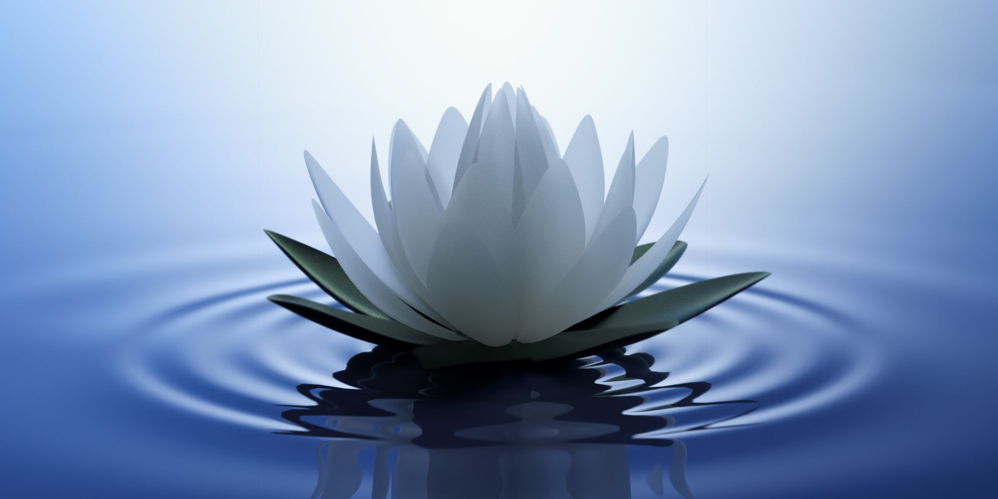 lotus flower