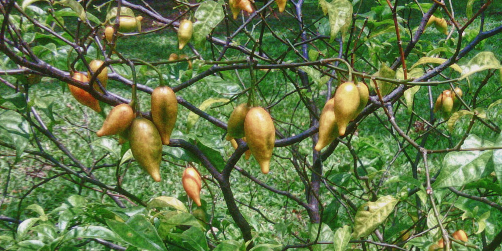 iboga plant