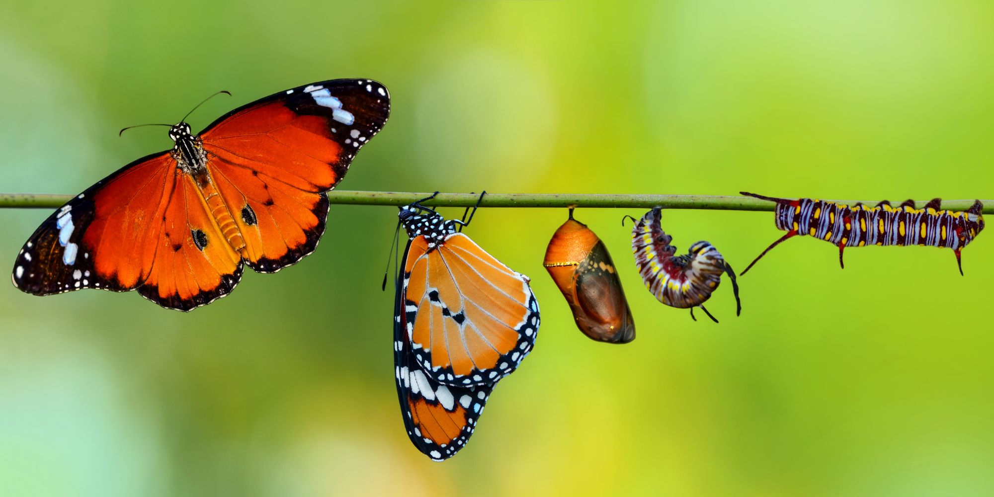 butterfly