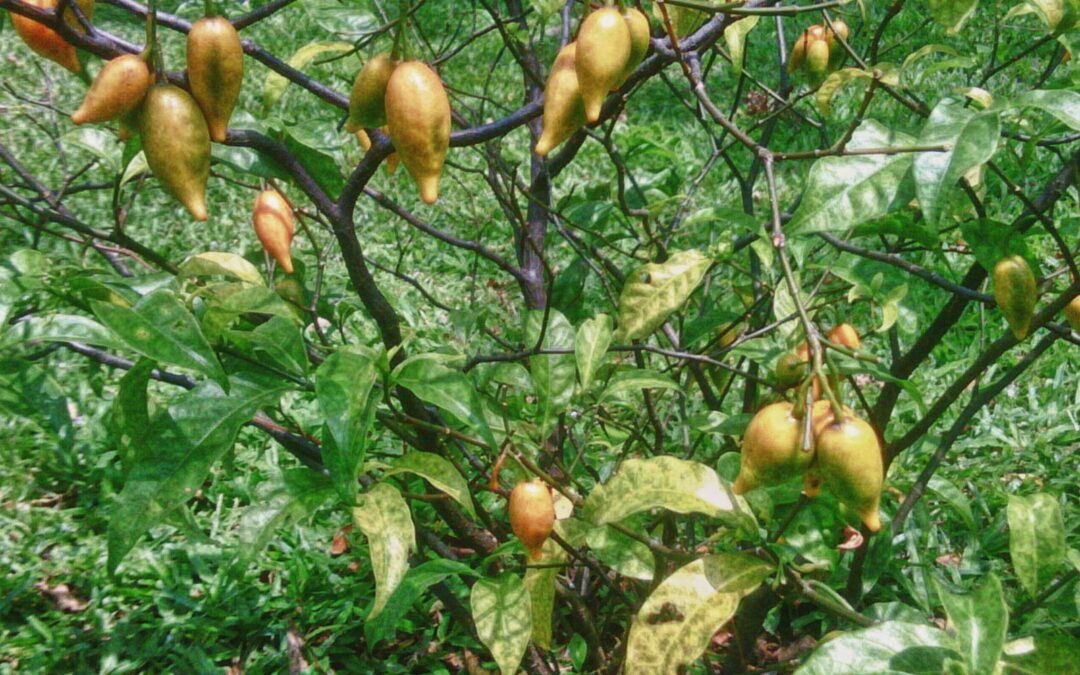 Iboga vs. Ibogaine: Which One is Right for You?